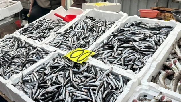 Hamsi Yoğun İlgi Gördü