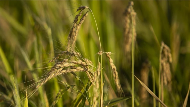TMO, Çeltik Alım Fiyatlarını Açıkladı