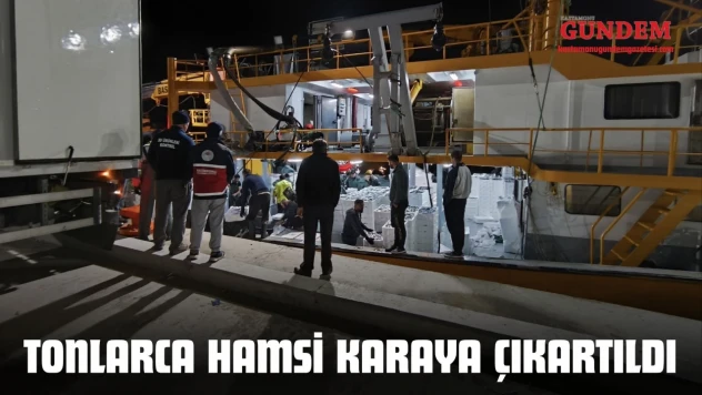 Tonlarca Hamsi Karaya Çıkartıldı