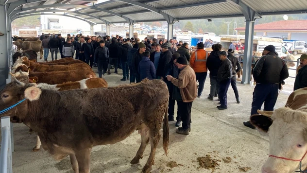 Tosya Canlı Hayvan Pazarı Yeniden Hizmete Açıldı