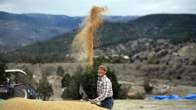 Tosya'da Çeltikler Geleneksel Yöntemlerle Kurutuluyor