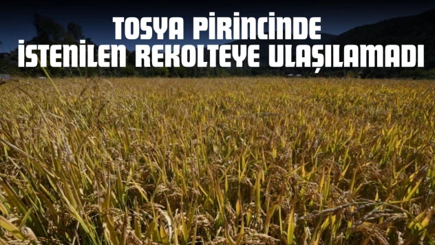 Tosya'da Susuzluk Çeltiği Vurdu: Pirinçte Rekolte Yüzde 40 Düştü