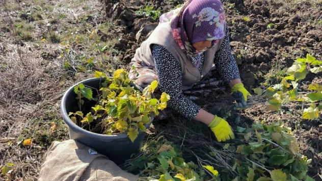 Türk Fındığı Hak Ettiği Değeri Buluyor