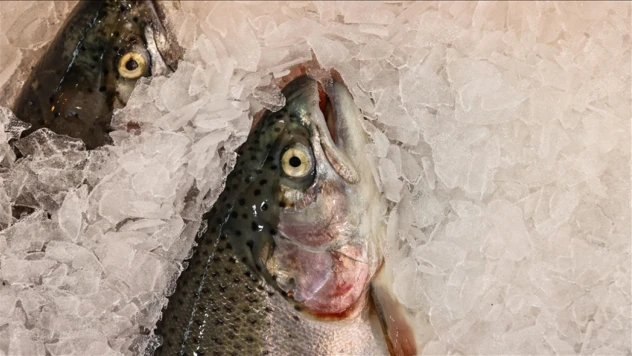 Türk Somonu İhracatı 520 Milyon Doları Aştı