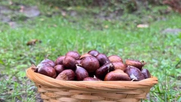 Türkeli'de Kestane Sezonunda Vatandaşlar Ormana Akın Etti