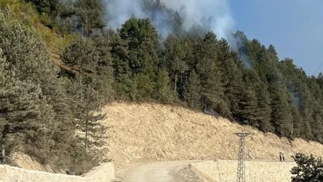 Türkeli'de Ormanlık Alanda Örtü Yangını