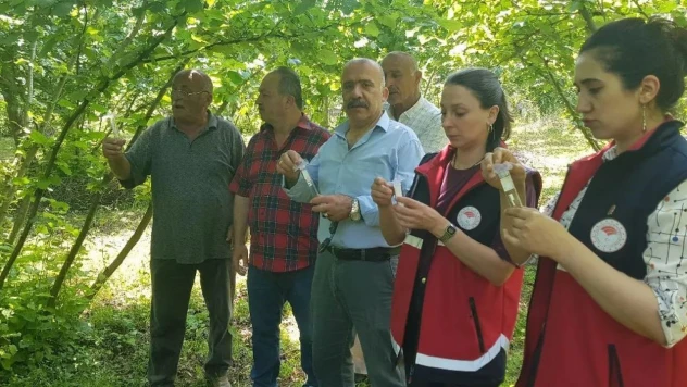 Samuray Arısı Doğaya Salındı