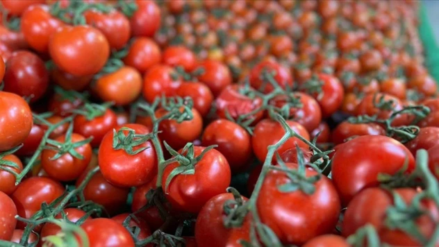 Türkiye'den 401 Milyon Dolarlık Domates İhraç Edildi