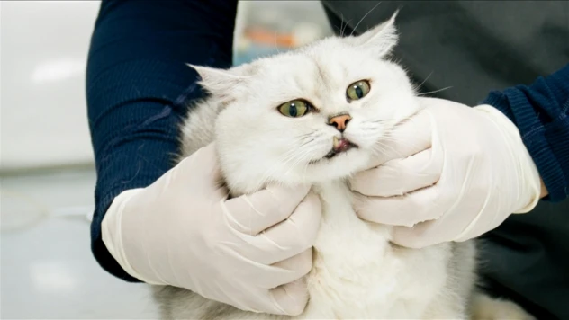 Türkiye'nin Veterinerlik Altyapısı Uluslararası Standartlara Ulaşacak