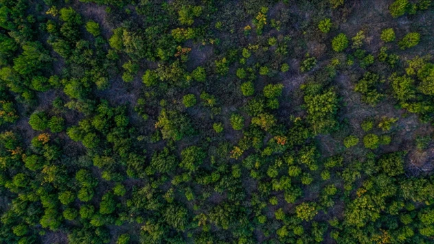 Türkiye Ormanlık Alanını En Fazla Artıran Ülkeler Arasında