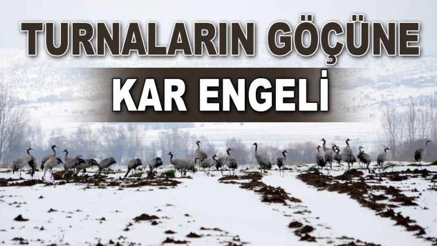 Turnaların Göçüne Kar Engeli