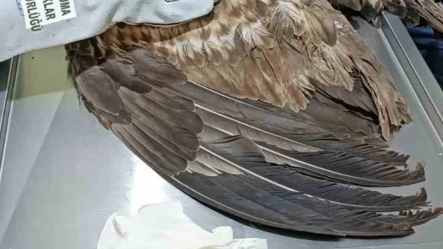 Türü Koruma Altındaki Kartal Yaralı Bulundu
