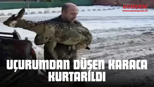 Uçurumdan Düşen Karaca Kurtarıldı