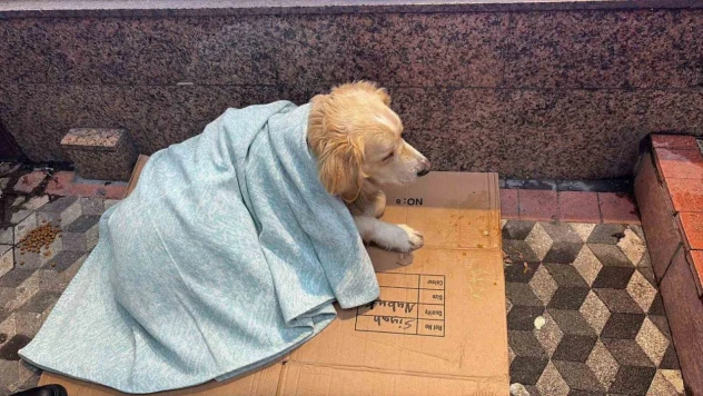 Üşüyen Köpeğe Yeni Aldığı Yorganı Örten Esnaf Yürekleri Isıttı