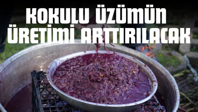 Üzümün Üretimi Arttırılacak