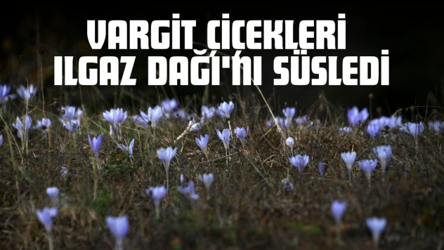 Vargit Çiçekleri Ilgaz Dağı'nı Süsledi