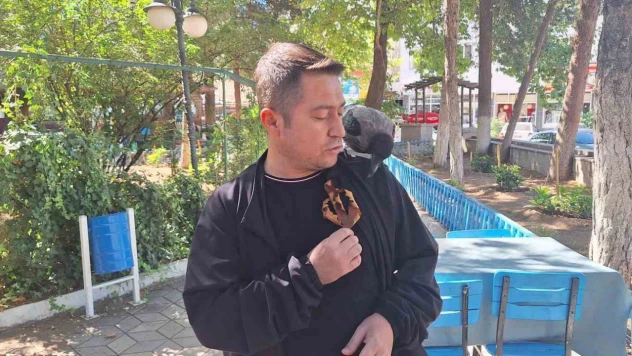 Vatandaşın Köpeklerden Kurtardığı Karga İlçenin Maskotu Oldu