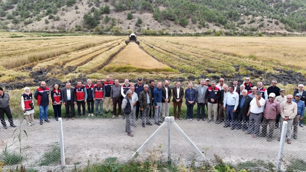 Verimli Topraklarda Çeltik Hasadı