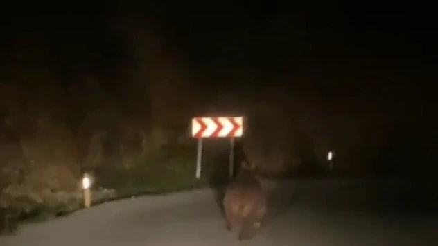 Yaban Domuzu Kameralara Yakalandı