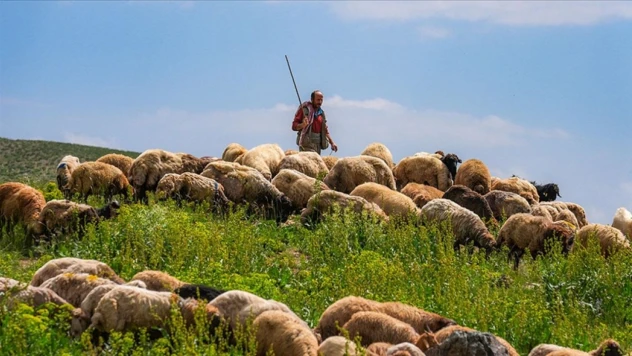 Yabancı Çobanlar İçin Başvurular Başladı