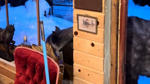 Yabani Yılkı Atları Evine Kadar Geldi!