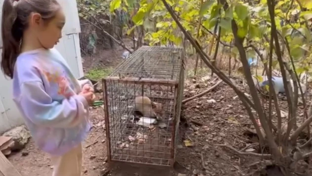 Tilkiyi Gören Küçük Kızın Sözleri Yürekleri Isıttı