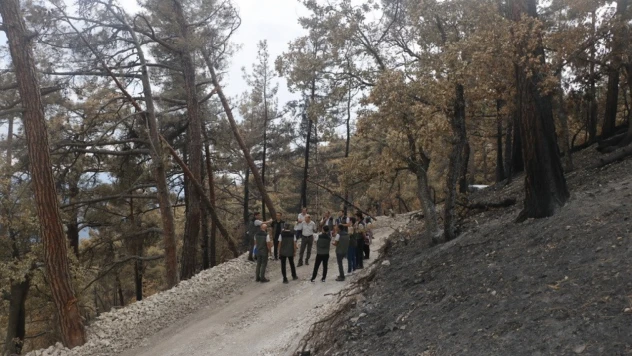 Yanan ormanlarda yaralar sarılıyor