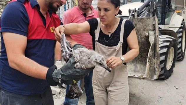 Yaralı Martının İmdadına Ekipler Yetişti