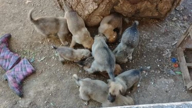 Yavrularıyla birlikte sahipsiz kaldı