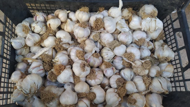 Yaz Kış Tezgahların Efendisi
