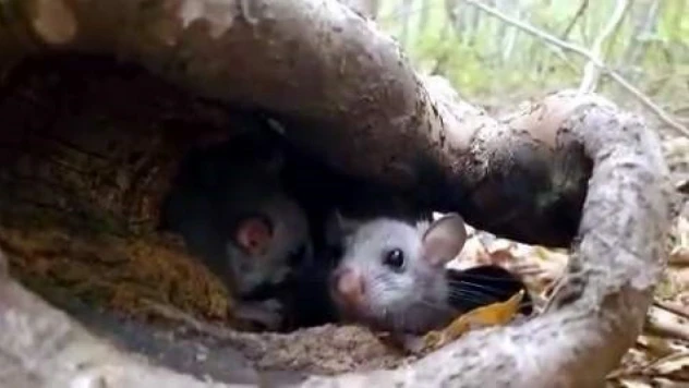 Yenice Ormanlarında 'Yediuyur' Yavruları Görüldü