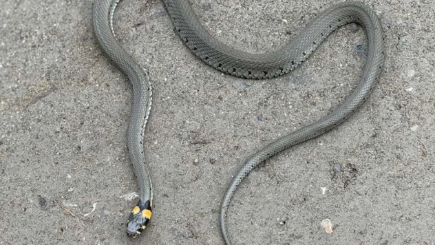 Yılan Görüntülendi