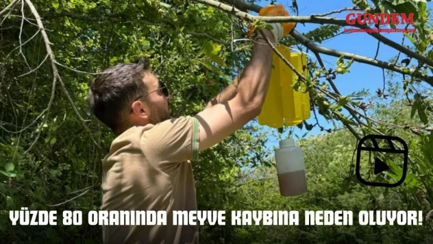 Yüzde 80 Oranında Meyve Kaybına Neden Oluyor!