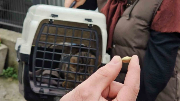 'Öldü' Sanılan Kedi, Bacağında Mermiyle Geri Döndü