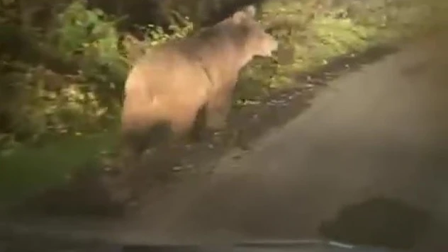 Zonguldak'ta Bozayı Kameraya Yansıdı