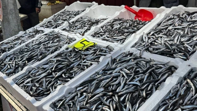 Zonguldak'ta Hamsi 150 Liradan Alıcı Buldu