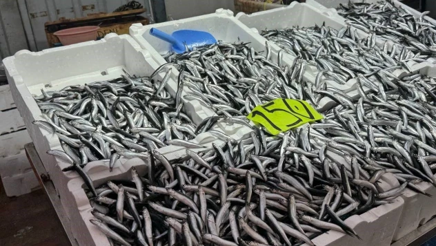 Hava Şartları Hamsi Fiyatını Yükseltti