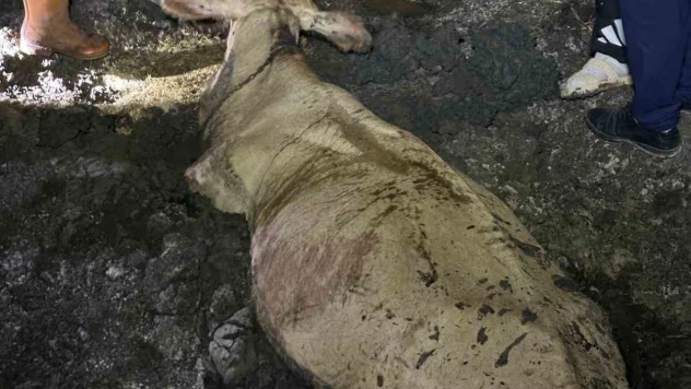 Zonguldak'ta Kaybolan Büyükbaş Hayvan Bataklıkta Bulundu