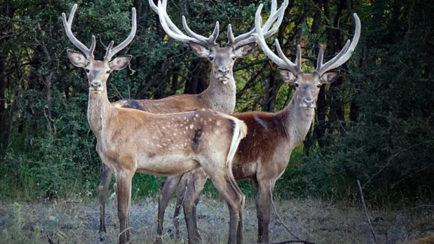 Ilgaz'da Kızıl Geyikler Görüntülendi