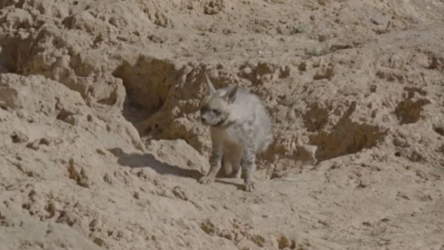 Nesli Tükenmekte Olan O Hayvan Görüntülendi