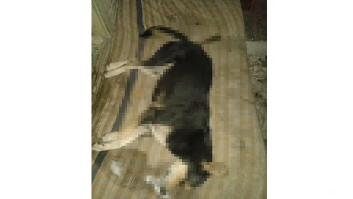6 köpek katledildi
