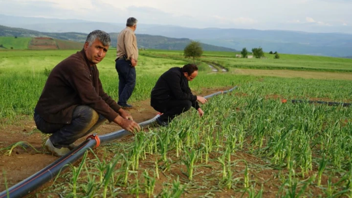 14 bin dekarı dolu vurdu!