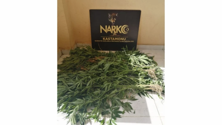 46 kök Hint Keneviri ele geçirildi