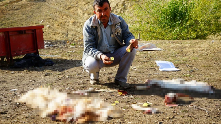 Aç kalan ayılar, 30 koyunu parçaladı