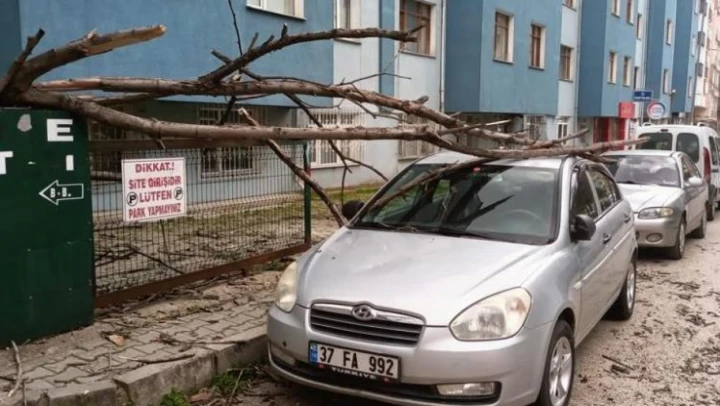 Üstüne ağaç devrilen araçta maddi hasar oluştu