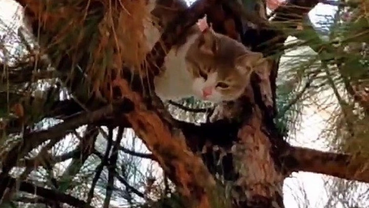 Ağaçta Mahsur Kalan Kedi Kurtarıldı