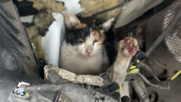 Ambulansın Motor Bölümüne Giren Kedi Kurtarıldı