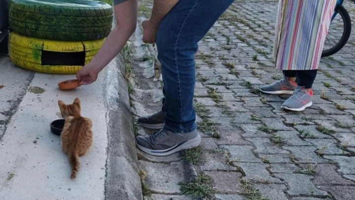 Atıklardan Kedilere Sıcak Yuva
