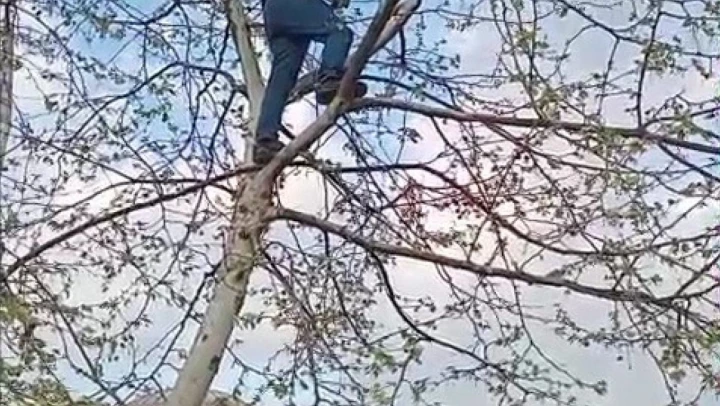 Ayakları İpe Dolanan Güvercini Vatandaş Kurtardı