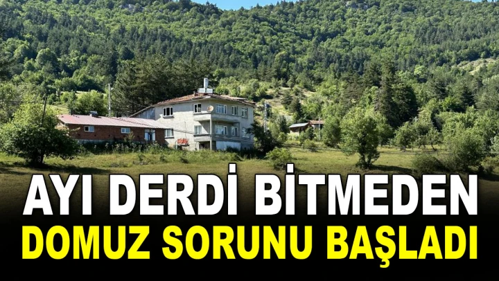 Ayı Derdi Bitmeden Domuz Sorunu Başladı